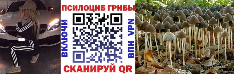 Псилоцибиновые грибы Psilocybine cubensis  Мураши 